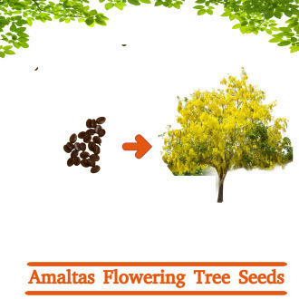 Golden-Rain-Amaltas-Tree-Seeds10-Seeds