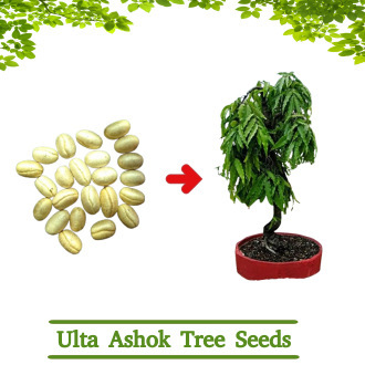 Ulta-Ashok-Tree-Seeds10-Seeds
