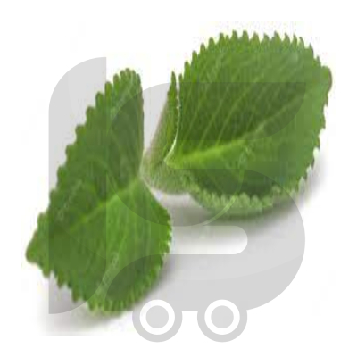 Fresh-Cuban-Oregano-Leaves25-Grams
