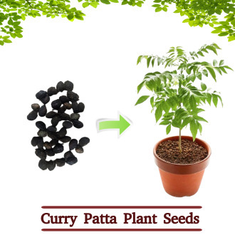 Curry-Leaves-Plant-Seeds-10-Seeds1-Pack
