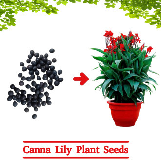 Canna-Lily-Red-Flower-Plant-Seeds10-Seeds